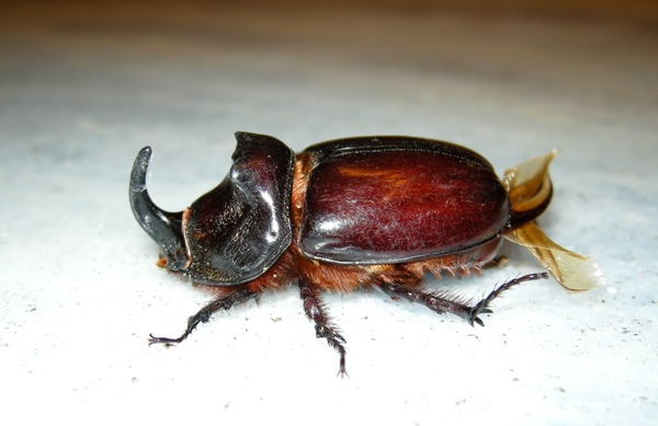 Oryctes nasicornis